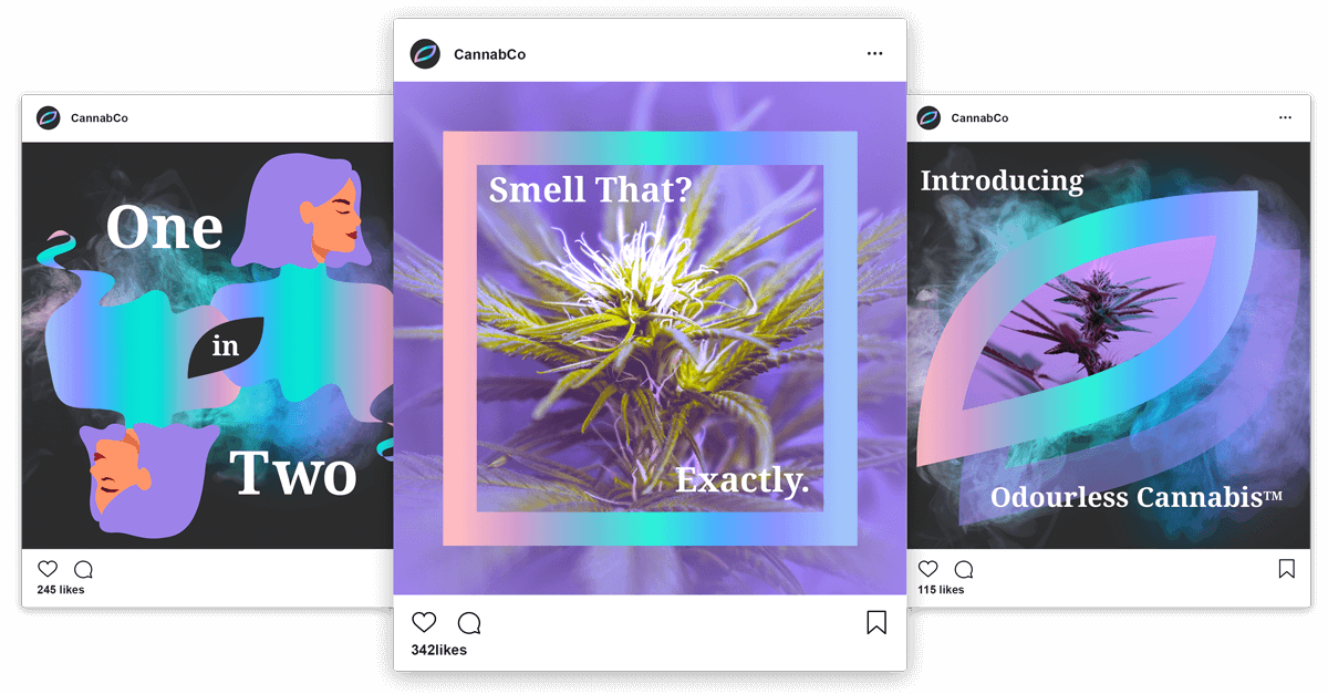 cannabco instagram social 2020