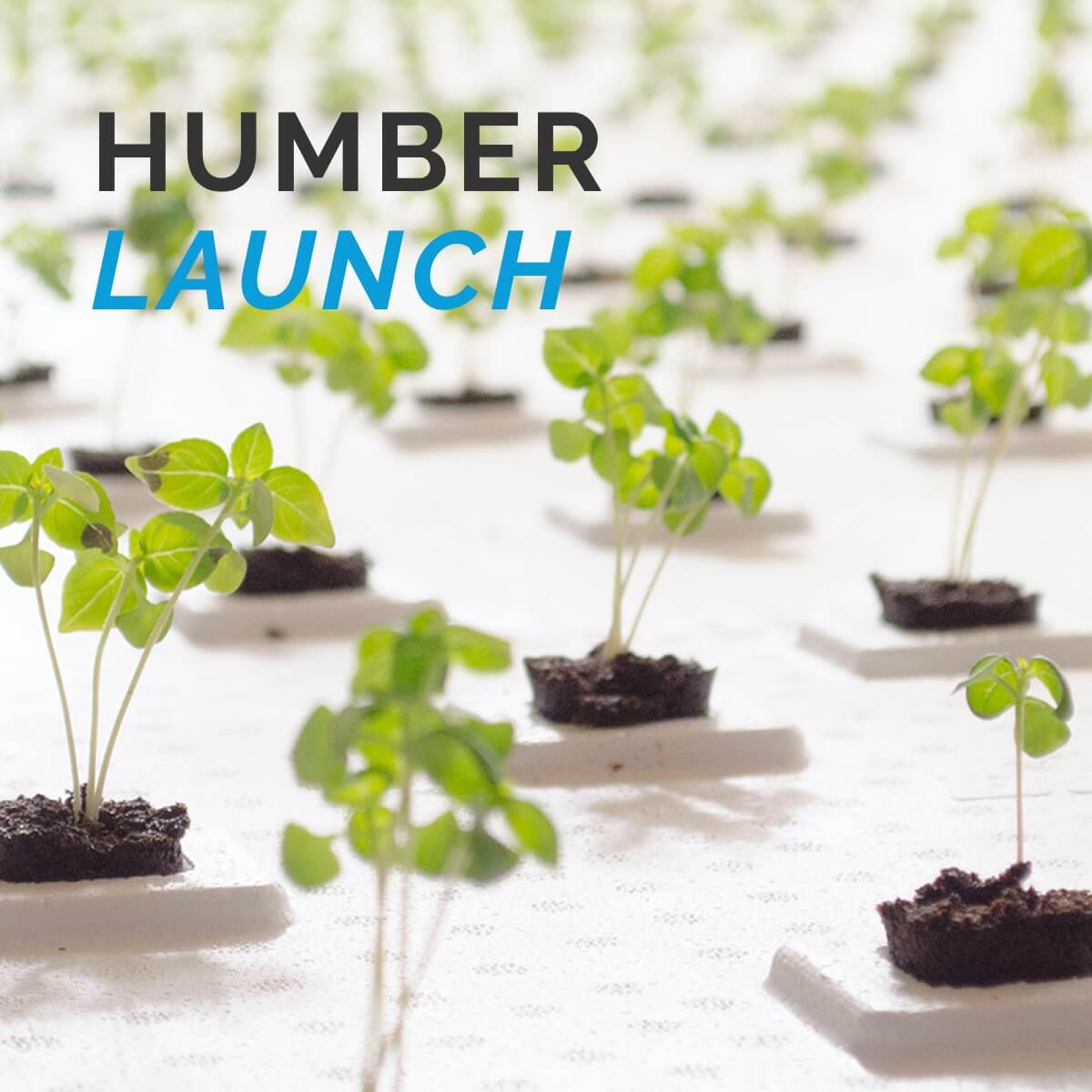 Humber Launch branding
